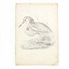 John Gould (Br., 1804-1881),Squacco Heron. Ardea Comata, Pallas 