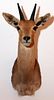 AFRICAN SOUTHERN MOUNTAIN REEDBUCK TROPHY MOUNT