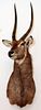 AFRICAN RINGED OR COMMON WATERBUCK TROPHY MOUNT