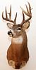NORTHEASTERN WHITE TAILED DEER TROPHY MOUNT
