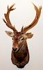 SOUTH PACIFIC RED DEER TROPHY MOUNT