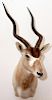 ADDAX ANTELOPE TROPHY MOUNT