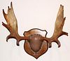 MOOSE ANTLERS MOUNTED ON SHIELD FORM PLAQUE