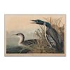 Great Northern Diver or Loon Aquatint by Audubon, Havell Edition 