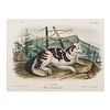 Eight Audubon Hand-Colored Lithographs of Canids from The Viviparous Quadrupeds of North America, Bowen Octavo Edition 