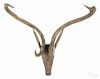 Carved and painted stag head, 19th c., with antlers, 31 1/2'' w.
