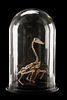 Victorian Articulated Duck Skeleton, Glass Cloche