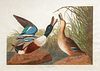 after John James Audubon (1785-1851) Shoveller Duck