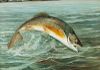 Harry A. Driscole (1861-1923) Leaping Brook Trout