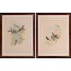 John Gould (1804-1881) Two Works Depicting Birds, Lithographs.
