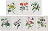 Group of Seven Unframed Chinese Botanical Watercolors