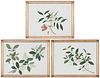 Three Chinese Botanical Watercolors