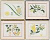 Four Framed Anglo-Chinese School Botanical Watercolors