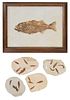 Five Fish Fossil Plates