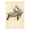 John Gould (British, 1804-1881) Hand Colored Lithograph Bird