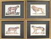 4 Prints of African and Asian Large Cats