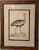 After John Gould framed colored lithograph painted by C. Hullmandel "Otis Himalyanus Young Male", 21" x 14".