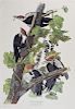 John James Audubon (1785-1851), "Pileated Woodpeck