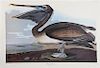 John James Audubon (1785-1851), "Brown Pelican," N