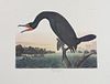 John James Audubon (1785-1851), "Florida Cormorant