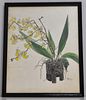 VINTAGE YELLOW ORCHID WATERCOLOR