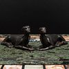 Pair of Metal Seated Whippets