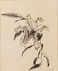 Van Day Truex (1904-1979), Lilly, Pen and Wash