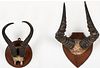 Two Mounted Antelope Horns