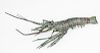 19th C Japanese Fully Articulated Copper Prawn Model