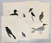 Seven Ornithological Watercolors, Colonial Indian