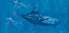 Blue Marlin #29 (Blue Marlin & Cyanea) by Stanley Meltzoff