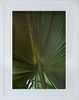 SUSAN SZANTOSI : Palm Leaf, print on canvas