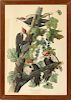 AFTER JOHN J AUDUBON, OFFSET LITHOGRAPHIC REPRODUCTION, H 38", L 25", "PILEATED WOODPECKER"
