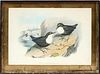 JOHN GOULD HAND COLORED LITHOGRAPH