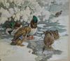 20th c Illustrator art watercolor of Mallards preening and feeding in winter 9 x 14" monogrammed illegibly lower left
