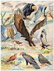 Carrion Birds and Birds of Prey _ The Pictorial Cyclopedia of Nature