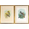 John Gould and Richard Bowdler Sharpe (19th Century, British) Lithographs 13in. x 10 1/2in. (33cm x 26.7cm) Image., 26 1/4in. x 20 1/2in. (66.7cm x 52