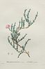 Pierre Joseph Redoute - Mesembryanthemum uncinatum