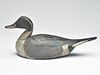 Pintail drake, by a member of the Sterling Family, Crisfield, Maryland.