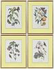 Four Botanical Prints After Maria Sibylla Merian