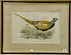 John Gould (1804-1881), pair of hand colored lithographs, Phasianus Chrysomelas, sight size 14" x 21" and Phasianus Shawi, sight siz...