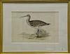 John Gould (1804-1881), three of hand colored lithographs, Slender Billed Curlew Numenius Tenuirostris, printed by Hullmandel, sight...