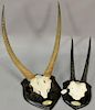 Two taxidermy African horn mounts to include oryx antler mount and gazelle horn mount. 27 1/2in. & 35in.