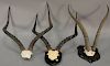 Three taxidermy African horn mounts including two nyala and one gazelle. wd. 16in. to 18in.