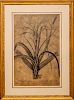Henry John Elwes (1846-1922): Genus Lilium: Six Plates