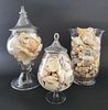 Collection of Vintage Nautical Seashell Specimens