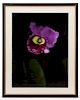 Barry Taratoot "Untitled (Iris)" Photograph
