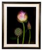 Barry Taratoot "Untitled (Pink Tulip)" Photograph