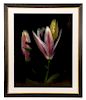 Barry Taratoot "Untitled (Lily)" Photograph