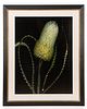 Barry Taratoot "Untitled (Horsetail)" Photograph